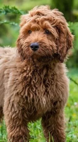 Apricot Cockapoo standing on grass in a green woodland setting, wavy coat and curled tail