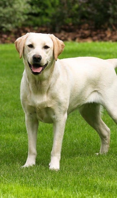 Yellow Labrador Retriever on grass, looking at the camera
