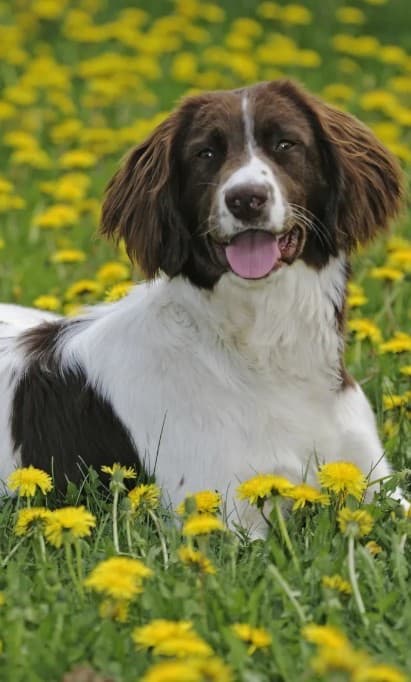 Brown and white English Springer Spaniel lying in a field of yellow dandelions, looking at the camera