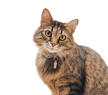 Tabby cat with a collar looking toward you