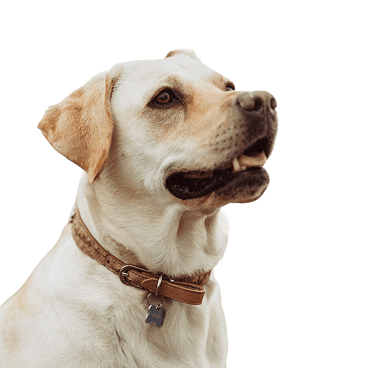 Happy dog in a leather collar
