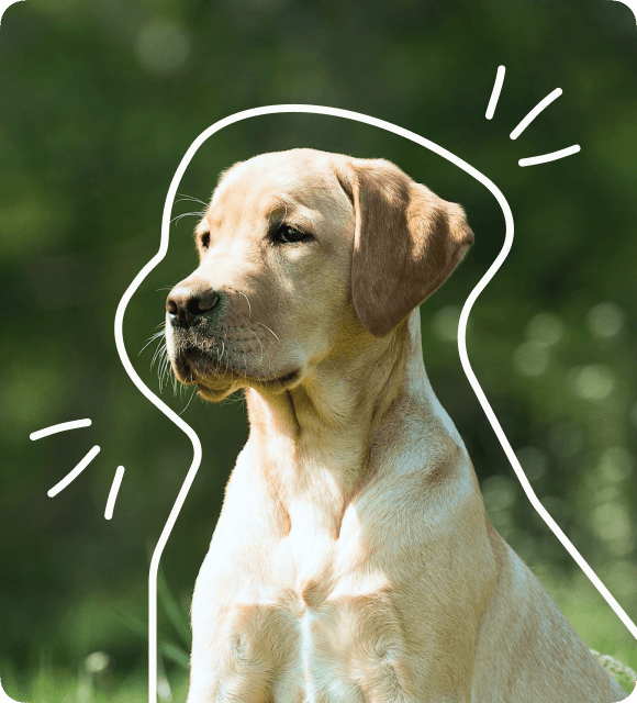 Dog portrait preview for shelter onboarding